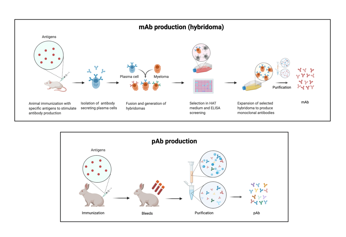 Polyclonal Vs Monoclonal Antibody What S The Differences Polyclonal Vs Monoclonal Antibody What S The Differences